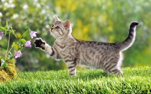 猫吃瓜吵架,一场关于瓜的争吵盛宴