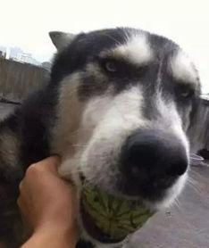 吃瓜狗子的视频,揭秘娱乐圈幕后故事