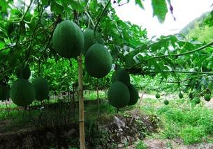 吊瓜头可以吃吗,美味可口的天然食材探索