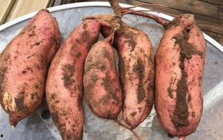 瓜薯可以吃吗,这些美味可口的食材，你真的了解吗？