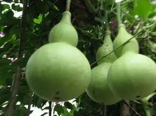 吃瓜今天的瓜有点苦,揭秘今日吃瓜背后的辛酸故事