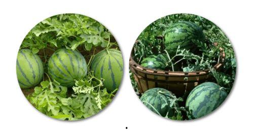 边冲水边吃瓜,边冲水边吃瓜的悠闲时光