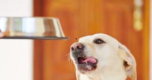 狗狗可以吃鸡瓜吗,鸡瓜是否适合狗狗食用？