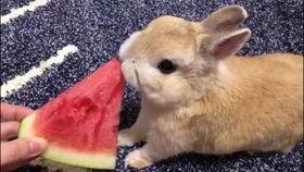 黄色兔子吃瓜,一场甜蜜的味蕾冒险