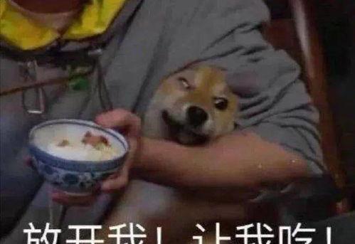 羊弟吃瓜,揭秘羊群中的“八卦”趣事