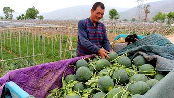 山东济南群众吃瓜,群众共享夏日清凉时光