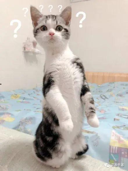 猫咪吃瓜的视频,萌宠瓜界新势力