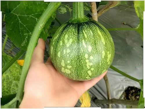 吃瓜爆料40,揭秘娱乐圈背后的惊人真相