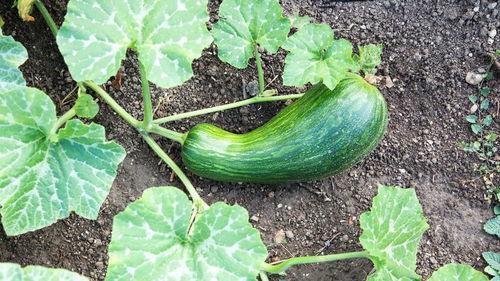 瓠瓜怎么吃蔬菜好处,探索蔬菜营养与烹饪艺术