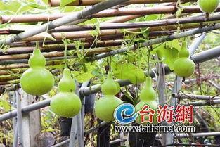 产后吃葫芦瓜,天然滋补，助力妈妈恢复健康