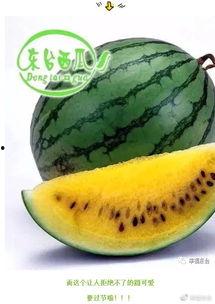 请吃瓜图片大全