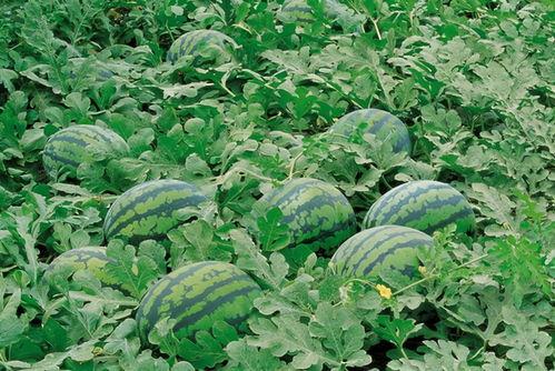 七冉吃瓜群,揭秘娱乐圈幕后故事