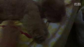 吃瓜的视频恶心,揭秘吃瓜视频背后的恶心真相