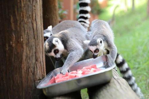 吃瓜刺猴,揭秘热带雨林中的神秘食客