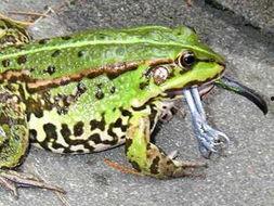 青蛙营业吃瓜,揭秘青蛙吃瓜背后的趣味与商机