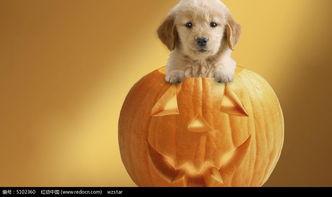 小狗吃瓜后续,一场意外的冒险之旅