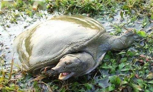 吃甲鱼瓜,滋补养生，美味佳肴的完美融合