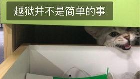 吃瓜看人打架,围观人打架的趣味与反思