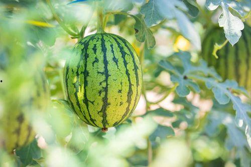 绝顶吃瓜,揭秘娱乐圈的幕后风云