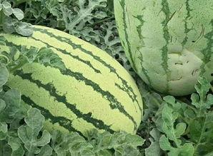 青皮密瓜怎么吃,解锁夏日清新美味