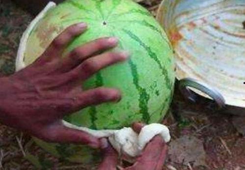 印度吃瓜最新视频,趣味横生的街头美食盛宴  第3张