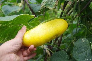 吃瓜不忘窝瓜人,揭秘人生百态中的智慧与哲理  第2张