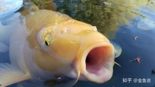 梦见金鱼吃瓜,金鱼吃瓜的奇幻之旅