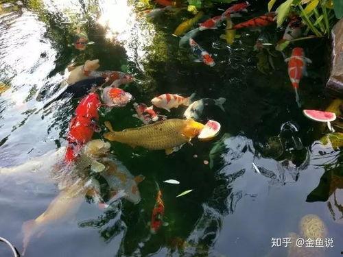 梦见金鱼吃瓜,金鱼吃瓜的奇幻之旅 第2张 梦见金鱼吃瓜,金鱼吃瓜的奇幻之旅 第2张