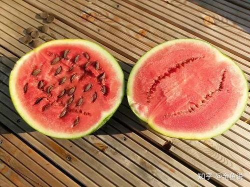 梦见金鱼吃瓜,金鱼吃瓜的奇幻之旅 第3张 梦见金鱼吃瓜,金鱼吃瓜的奇幻之旅 第3张