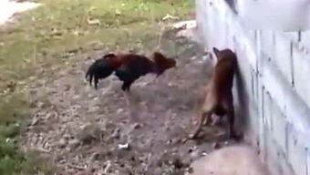 优雅吃瓜侠,揭秘娱乐圈幕后风云  第2张